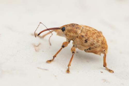 Réf. 285 634 : Curculio pellitus