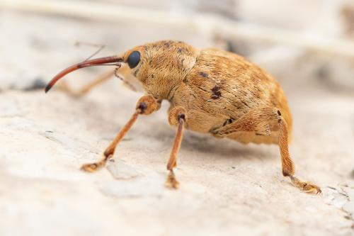 Réf. 285 635 : Curculio pellitus