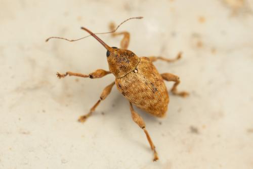 Réf. 285 633 : Curculio pellitus