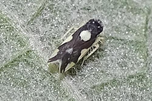 Réf. 285 196 : Eupteryx sp.