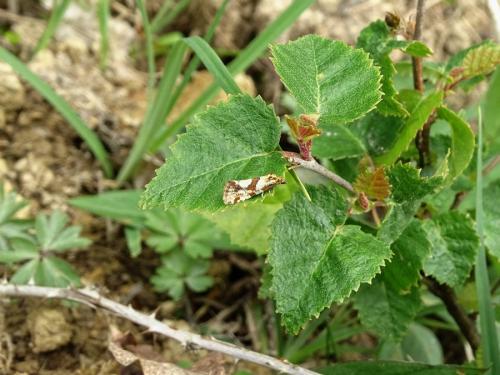 Réf. 285 060 : Aethes sp.