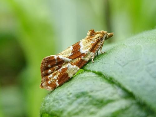 Aethes hartmanniana