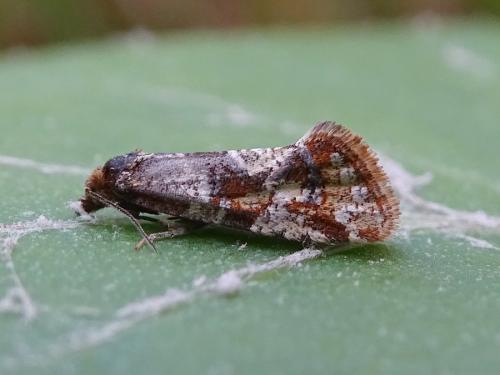 Réf. 285 070 : Aethes hartmanniana
