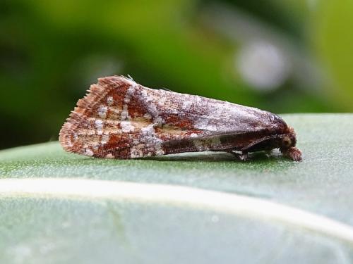 Aethes hartmanniana
