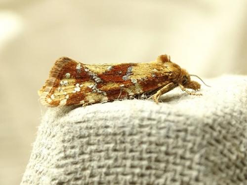 Réf. 285 073 : Aethes hartmanniana