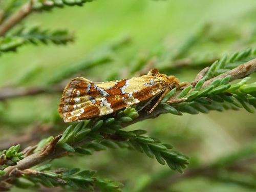 Réf. 285 316 : Aethes hartmanniana