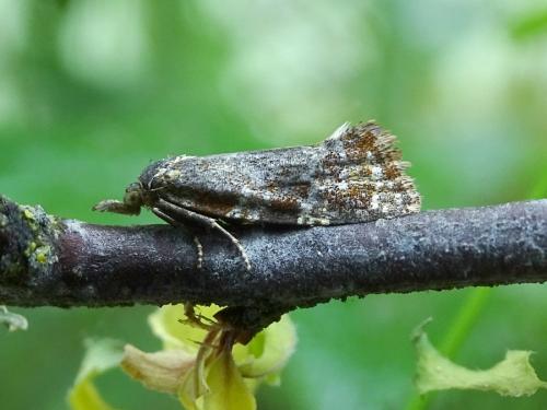 Aethes hartmanniana