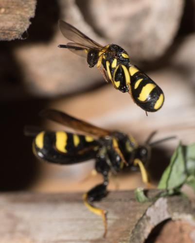 Réf. 285 066 : Leucospis dorsigera
