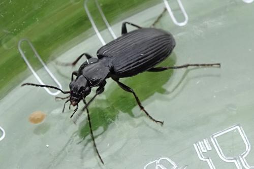 Réf. 285 569 : Agonum lugens