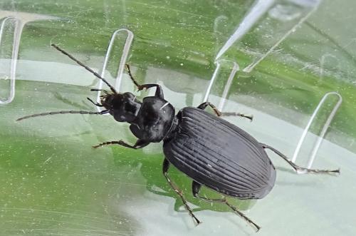 Réf. 285 571 : Agonum lugens