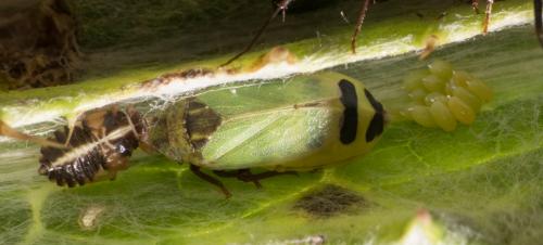 Tettigometra sulphurea
