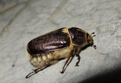 Anoxia villosa