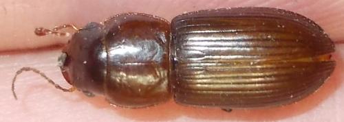 Acinopus picipes