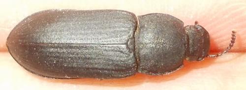 Tenebrio molitor