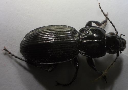 Réf. 285 090 : Pterostichus sp.