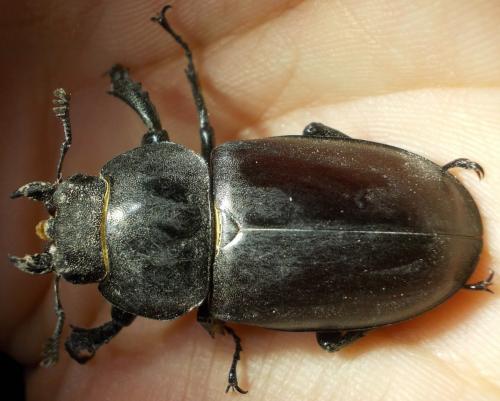 Lucanus cervus