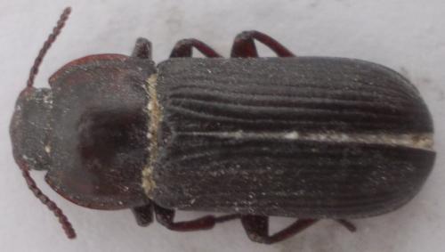 Réf. 285 261 : Tenebrio sp.
