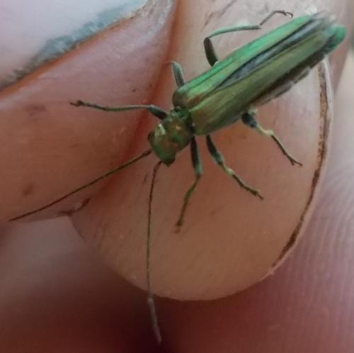 Oedemera nobilis