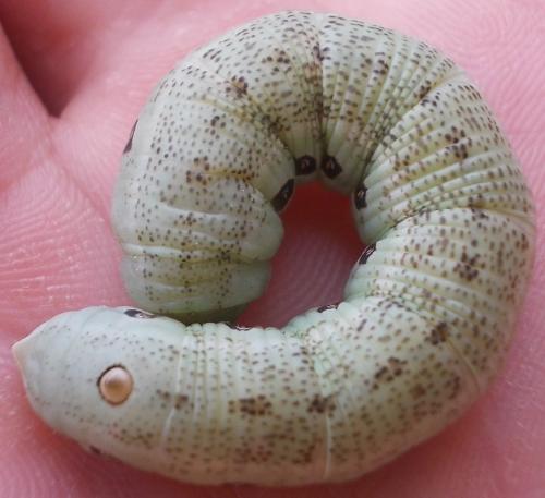 Proserpinus proserpina