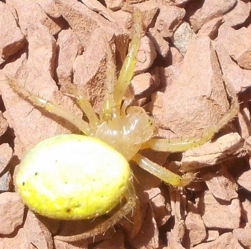 Araniella sp.