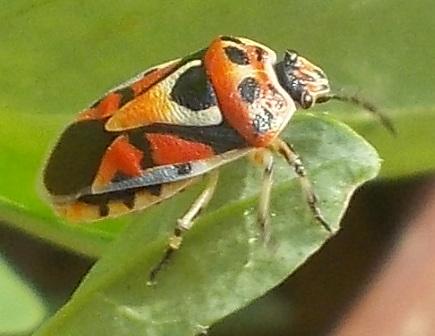 Réf. 285 859 : Eurydema ornata