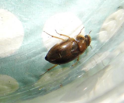 Enochrus sp.
