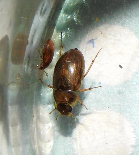 Enochrus sp.