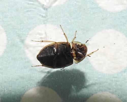 Enochrus sp.