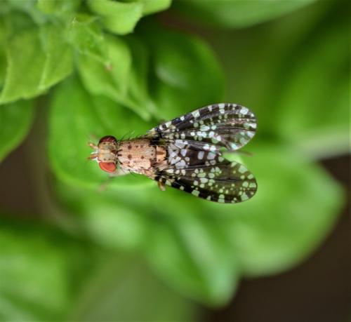 Réf. 285 397 : Trypetoptera punctulata