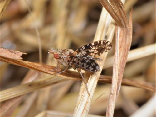 Réf. 285 398 : Trypetoptera punctulata