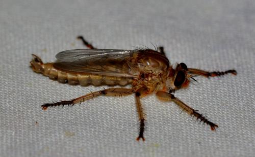 Machimus sp.