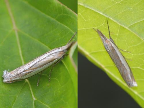 Réf. 285 885 : Crambus pascuella