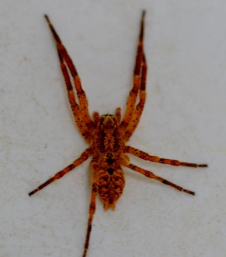 Réf. 285 348 : Zoropsis spinimana