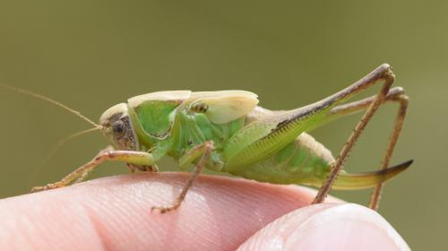 Platycleis albopunctata albopunctata