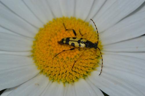 Rutpela maculata