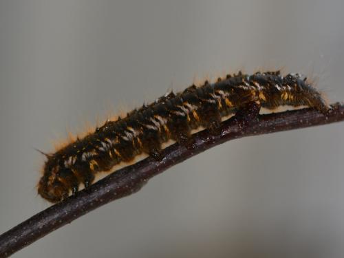Réf. 285 122 : Euthrix potatoria
