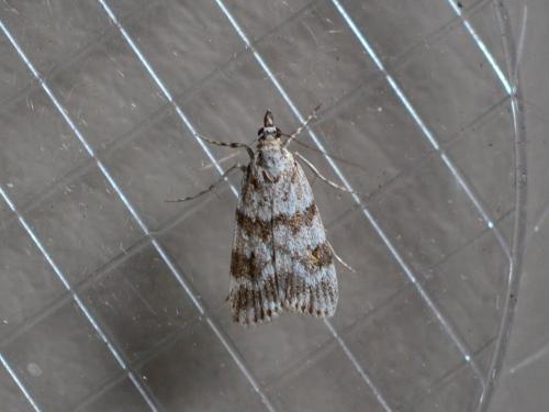 Réf. 285 235 : Scoparia sp.