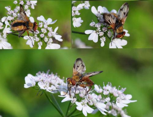 Ectophasia crassipennis