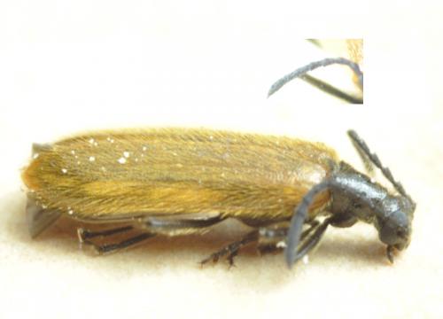 Lagria sp.