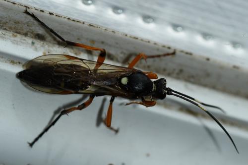 Diphyus quadripunctorius