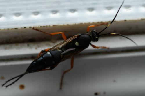 Diphyus quadripunctorius