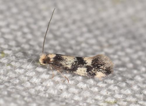 Réf. 285 496 : Lichenotinea pustulatella