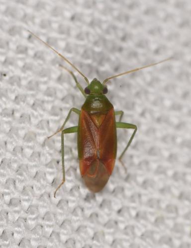 Réf. 285 738 : Dichrooscytus intermedius