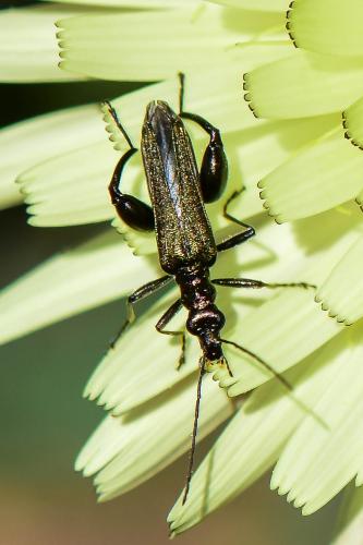 Oedemera nobilis