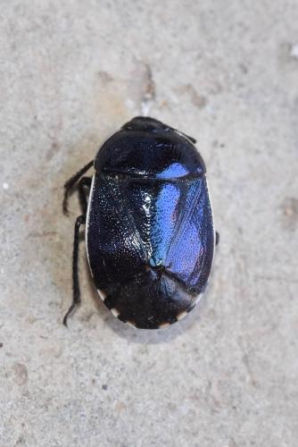 Canthophorus melanopterus