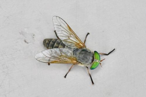 Réf. 285 504 : Tabanus promesogaeus