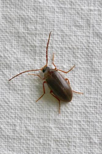 Hymenalia rufipes