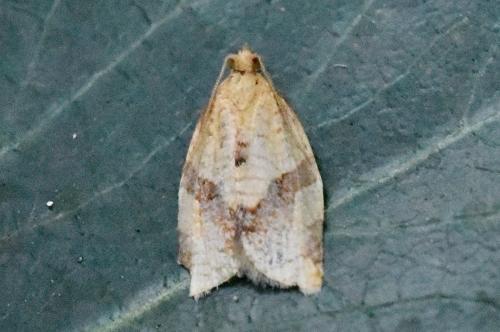 Clepsis consimilana