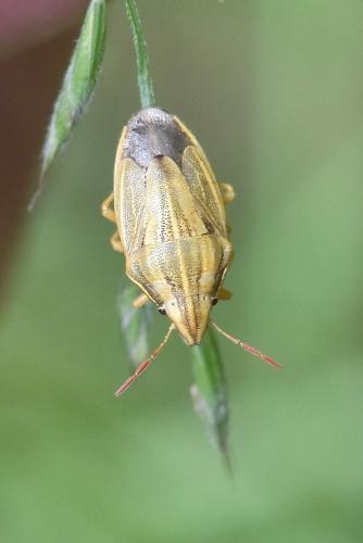 Réf. 285 451 : Aelia acuminata