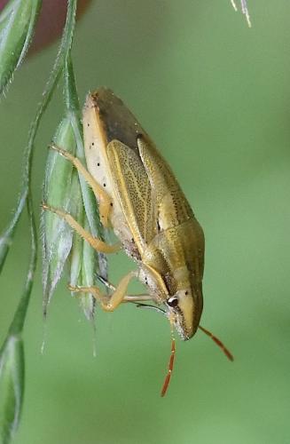 Réf. 285 599 : Aelia acuminata